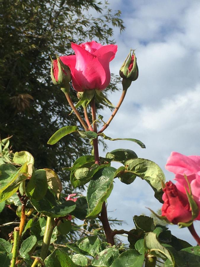 Gites Jardin-Darcy - Piscine Au Sel Bois Esterno foto